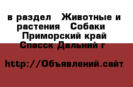  в раздел : Животные и растения » Собаки . Приморский край,Спасск-Дальний г.